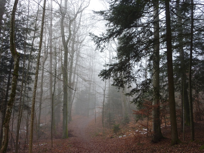 2011_12_27_1252_34_foret_Peseux.jpg